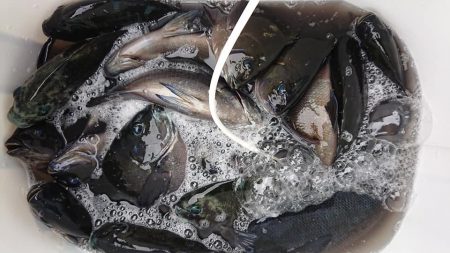 伊豆下田フィッシング 釣果