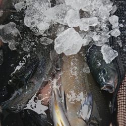 伊豆下田フィッシング 釣果