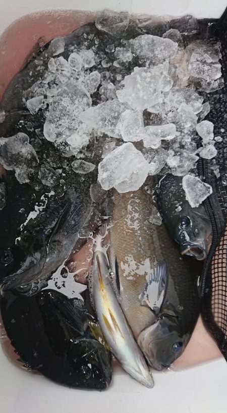 伊豆下田フィッシング 釣果