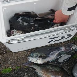 伊豆下田フィッシング 釣果