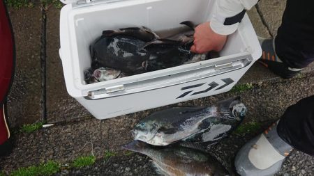 伊豆下田フィッシング 釣果