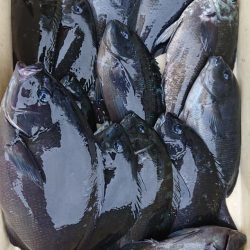 伊豆下田フィッシング 釣果