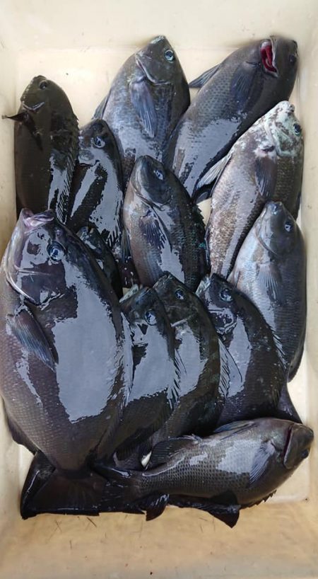 伊豆下田フィッシング 釣果