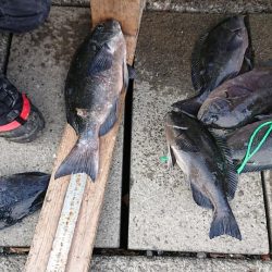 伊豆下田フィッシング 釣果