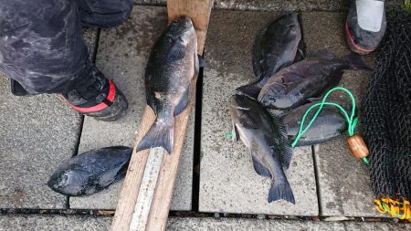 伊豆下田フィッシング 釣果