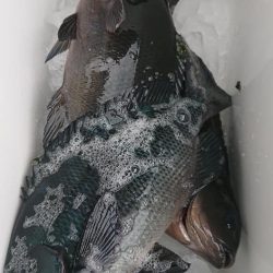 伊豆下田フィッシング 釣果