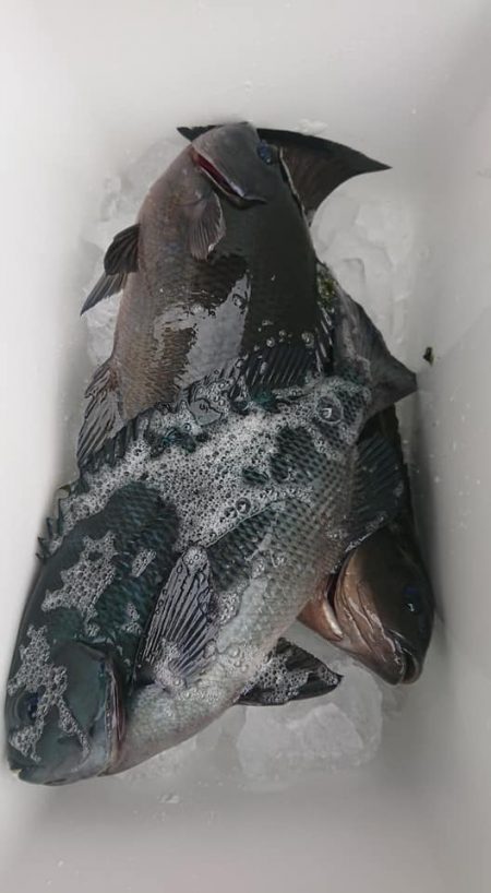 伊豆下田フィッシング 釣果