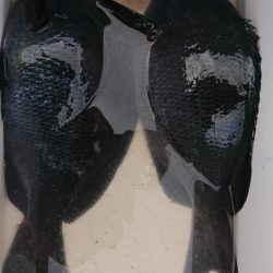 伊豆下田フィッシング 釣果