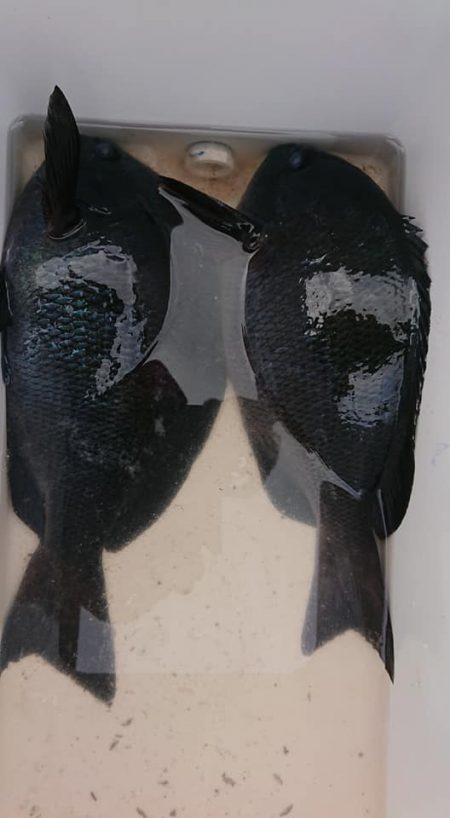 伊豆下田フィッシング 釣果