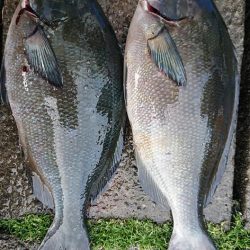 伊豆下田フィッシング 釣果