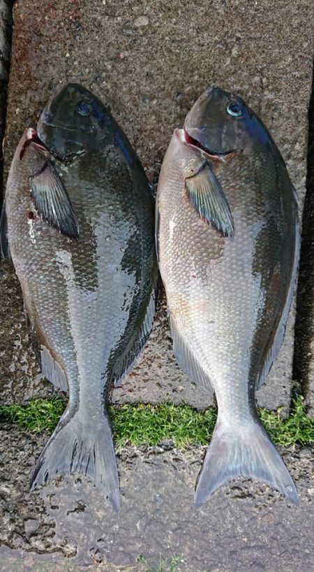 伊豆下田フィッシング 釣果