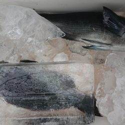 伊豆下田フィッシング 釣果