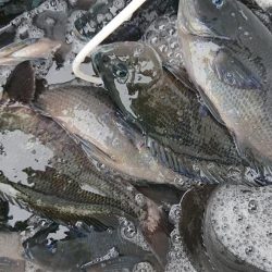 伊豆下田フィッシング 釣果