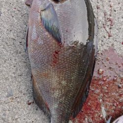 伊豆下田フィッシング 釣果