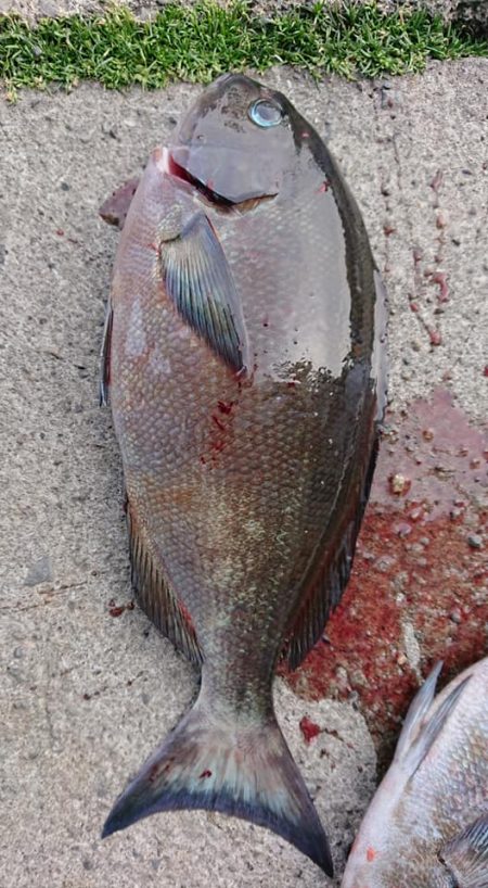 伊豆下田フィッシング 釣果