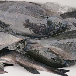 伊豆下田フィッシング 釣果