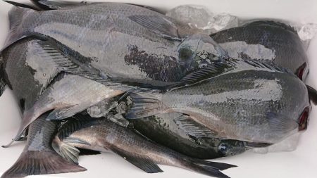 伊豆下田フィッシング 釣果