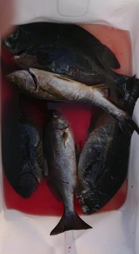 伊豆下田フィッシング 釣果