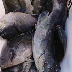 伊豆下田フィッシング 釣果