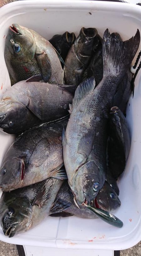 伊豆下田フィッシング 釣果