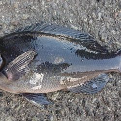 伊豆下田フィッシング 釣果