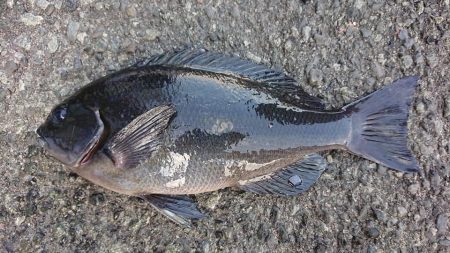 伊豆下田フィッシング 釣果