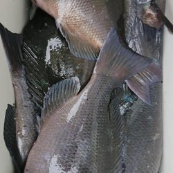 伊豆下田フィッシング 釣果