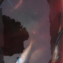 伊豆下田フィッシング 釣果