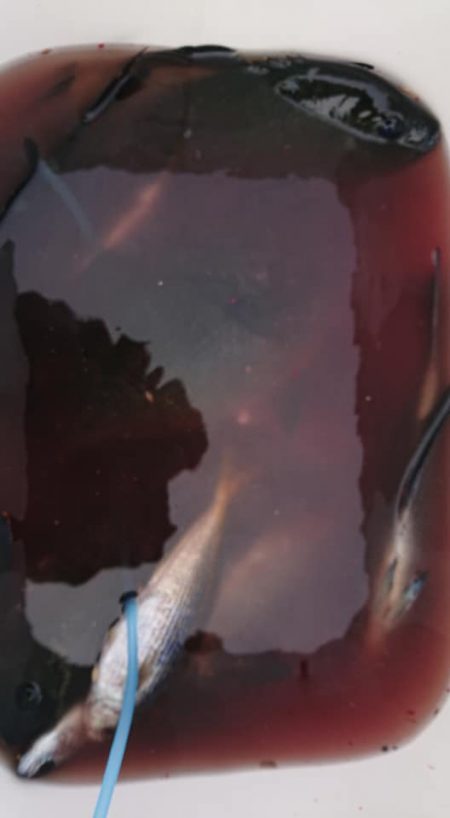 伊豆下田フィッシング 釣果