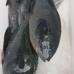 伊豆下田フィッシング 釣果