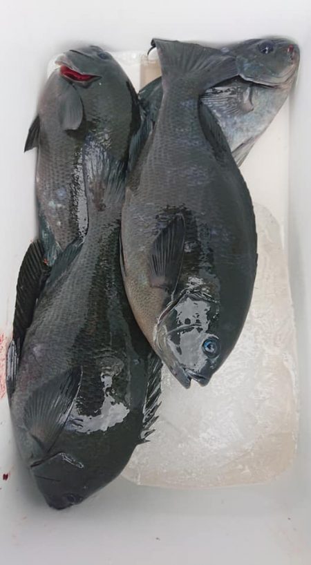 伊豆下田フィッシング 釣果