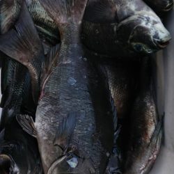 伊豆下田フィッシング 釣果