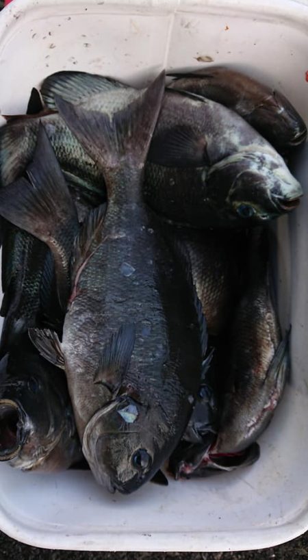 伊豆下田フィッシング 釣果