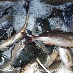 伊豆下田フィッシング 釣果