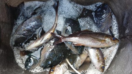 伊豆下田フィッシング 釣果