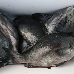 伊豆下田フィッシング 釣果