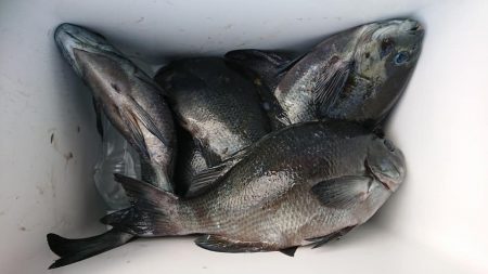 伊豆下田フィッシング 釣果