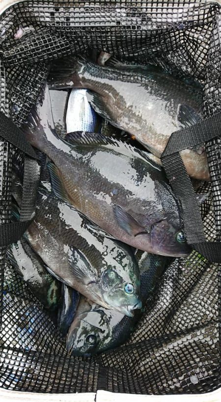 伊豆下田フィッシング 釣果