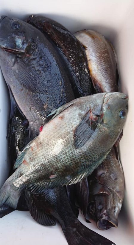 伊豆下田フィッシング 釣果