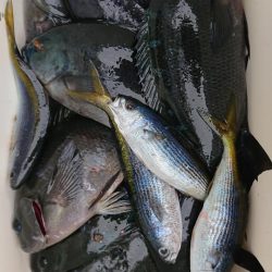 伊豆下田フィッシング 釣果