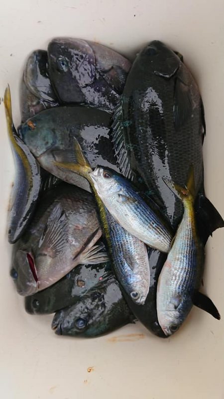 伊豆下田フィッシング 釣果