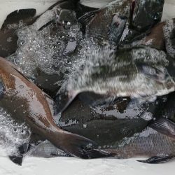 伊豆下田フィッシング 釣果