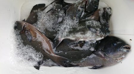 伊豆下田フィッシング 釣果