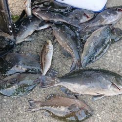 伊豆下田フィッシング 釣果