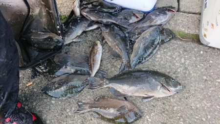 伊豆下田フィッシング 釣果