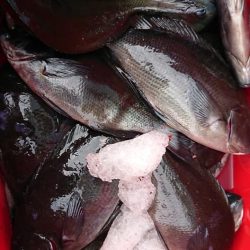 伊豆下田フィッシング 釣果