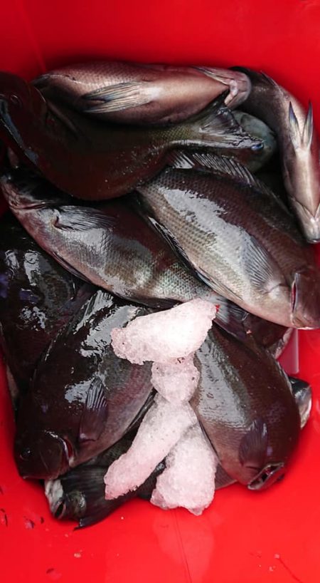 伊豆下田フィッシング 釣果