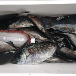 伊豆下田フィッシング 釣果