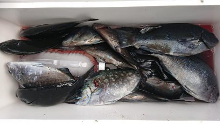 伊豆下田フィッシング 釣果