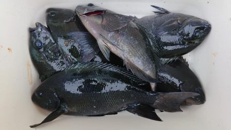 伊豆下田フィッシング 釣果